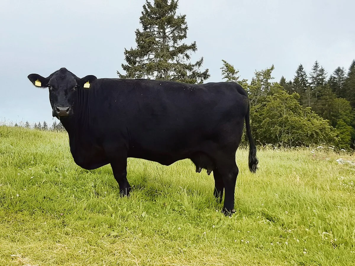 cc31e24a7c9b147e809f9cd1c28ea6fcdf756f1a Simon Schneiders Miss Essence ist eine «easy handling cow» und sein besonderer Liebling. (Bild Simon Schneider)