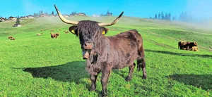 Die einzige schwarze Kuh in der Herde posiert vor der Kamera. Im Hintergrund ist die Marbachegg zu sehen.