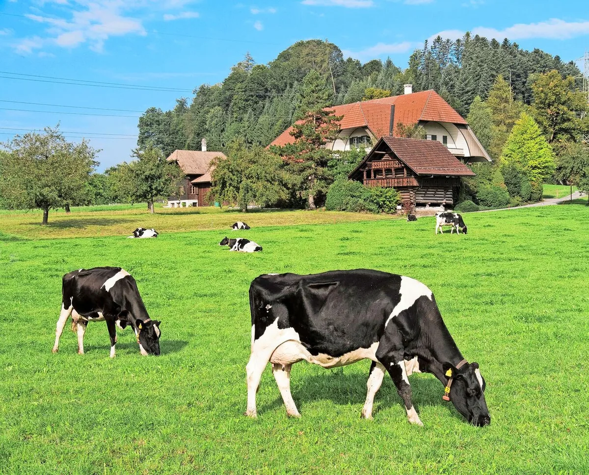 3f3ac50152a4f77d01af02c858fd34a4b636bf42344bfeb5dd7f7c285b16d799 Die Schweizer Viehzucht steht vor Herausforderungen – der Rückgang der Kuhzahlen ist auch bei Swissgenetics spürbar.