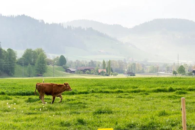 4a3fbc8e36c11cafc92df0217723d42ea4f060cf Für Bio-Suisse-Präsident Urs Brändli wäre die Erlaubnis zum Spermasexing ein Signal in die falsche Richtung, nämlich hin zur Zucht aus Spitzenleistung. (Bild BauZ)