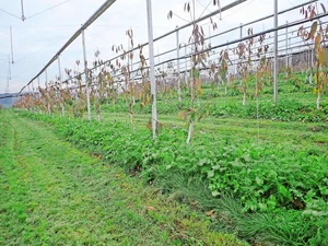 Winterbegrünung in den Baumstreifen und Kompostgaben sorgen für biologische Aktivität im Boden und verbessern laut Franco Weibel die Bodenfruchtbarkeit in Obstanlagen.