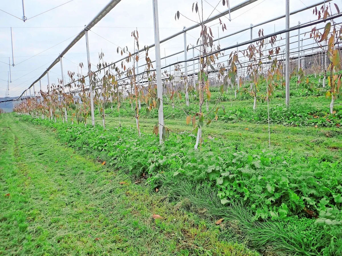 Winterbegrünung in den Baumstreifen und Kompostgaben sorgen für biologische Aktivität im Boden und verbessern laut Franco Weibel die Bodenfruchtbarkeit in Obstanlagen.