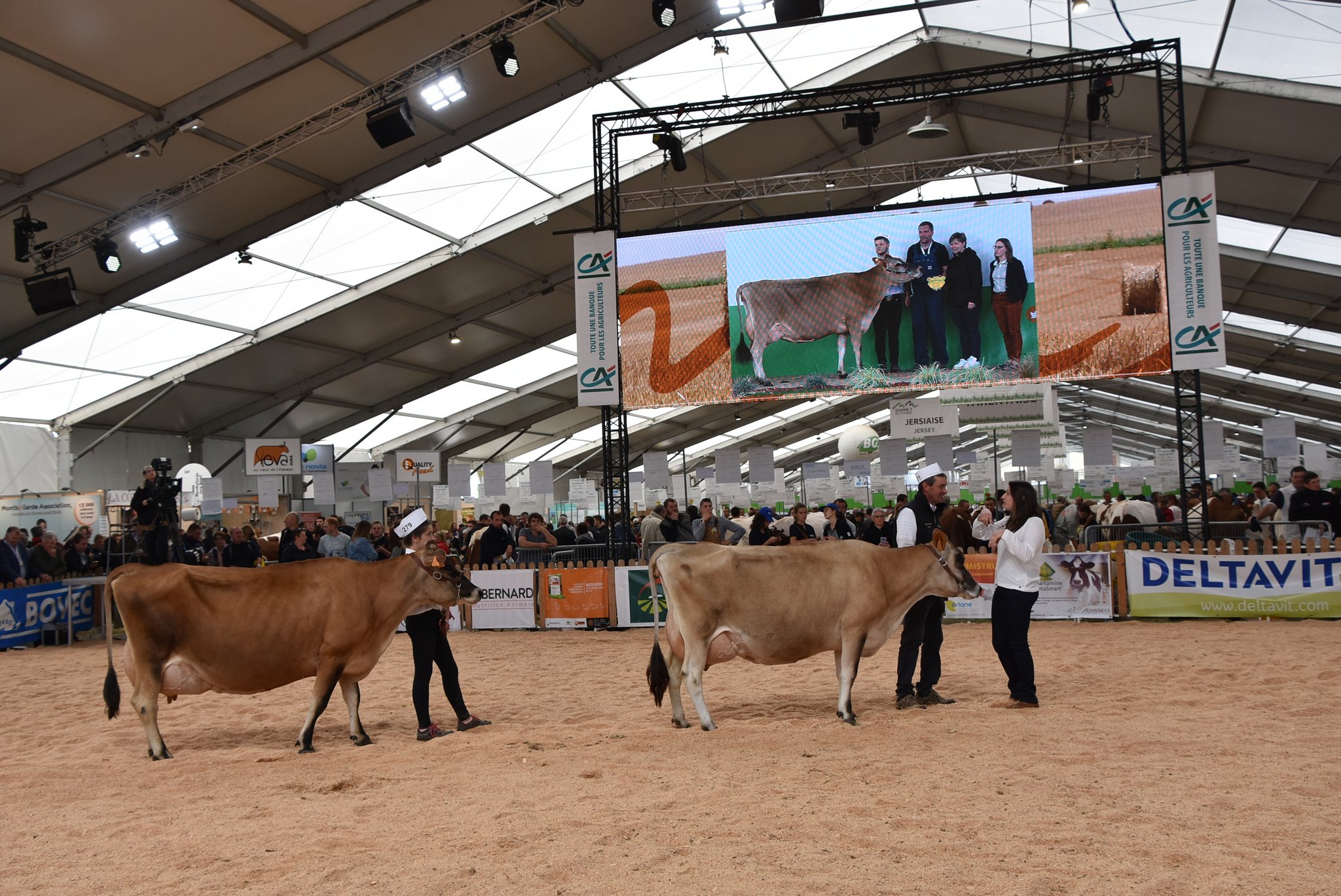 Tiere in diversen Kategorien wurden ausgestellt und prämiert. (Bild pd)