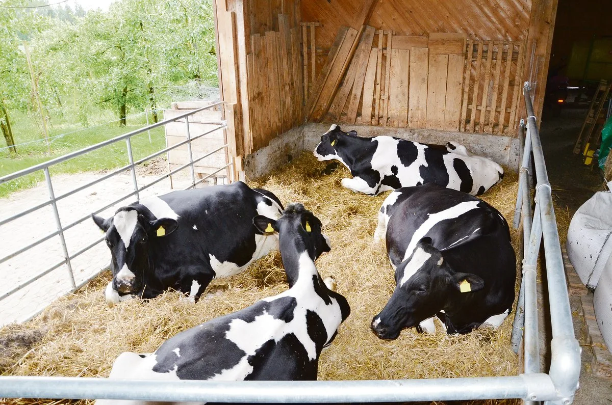 b6e6008e4ce50e3d8f1e28ccaa58a0fcda85d028 Damit man keine Trockensteller benötigt, sollten die Kühe vor dem Galtstellen nur noch maximal 15 kg Tagesmilch geben. Auch die Galtzeit sollte nicht zu lange sein, fünf Wochen reichen.(Bild BauZ)