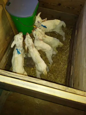 Die Gitzis werden bei Hodels selbst angetränkt und erhalten zirka ab dem 7. Lebenstag die gehaltreiche Milch der hofeigenen Milchkühe.