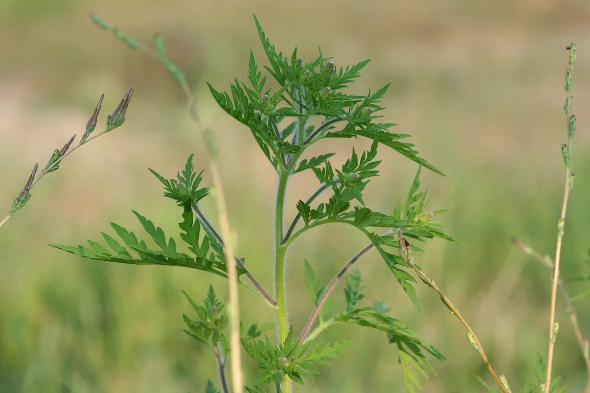 cefac2a5386657708ff961b82014d9f62f9cec11 Ambrosia (Ambrosia artemisiifolia) wird auch Beifüssiges Traubenkraut oder Ragweed genannt und verursacht bei vielen Menschen heftige Allergien. (Bild Pixabay)