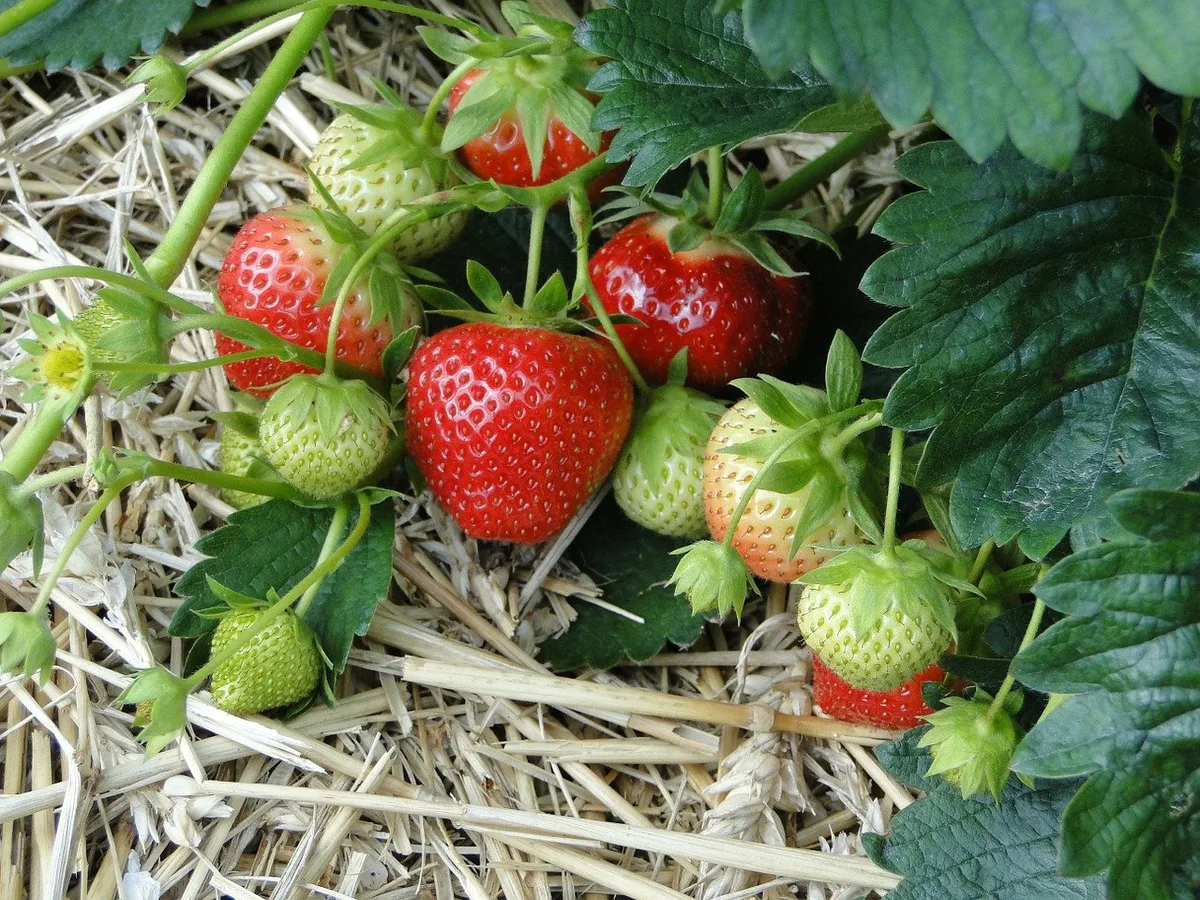 68fd6e3ee27aef824959f2a4c2c6251a279f89f0 Auf 511.7 Hektaren werden 2018 in der Schweiz Erdbeeren angebaut. (Symbolbild Pixabay)