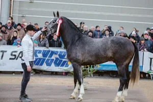 Hannael hat eine besondere Farbe, die der Markt anscheinend nachfragt. Der Freiberger Hengst steht nach einem gescheiterten Handel mit dem Nationalgestüt nun in Luthern LU. (Bild Karin Rohrer)