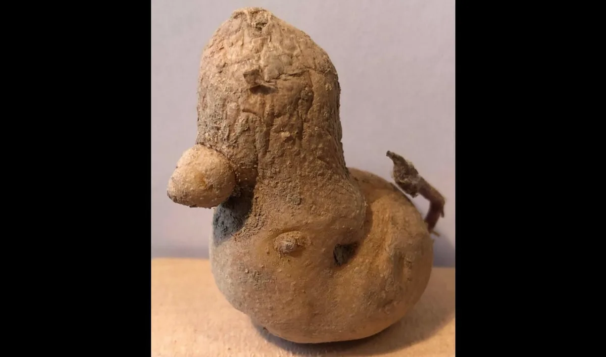 Die Kartoffel-Ente ist eine Laune der Natur. (Bild Werner Zuppinger)