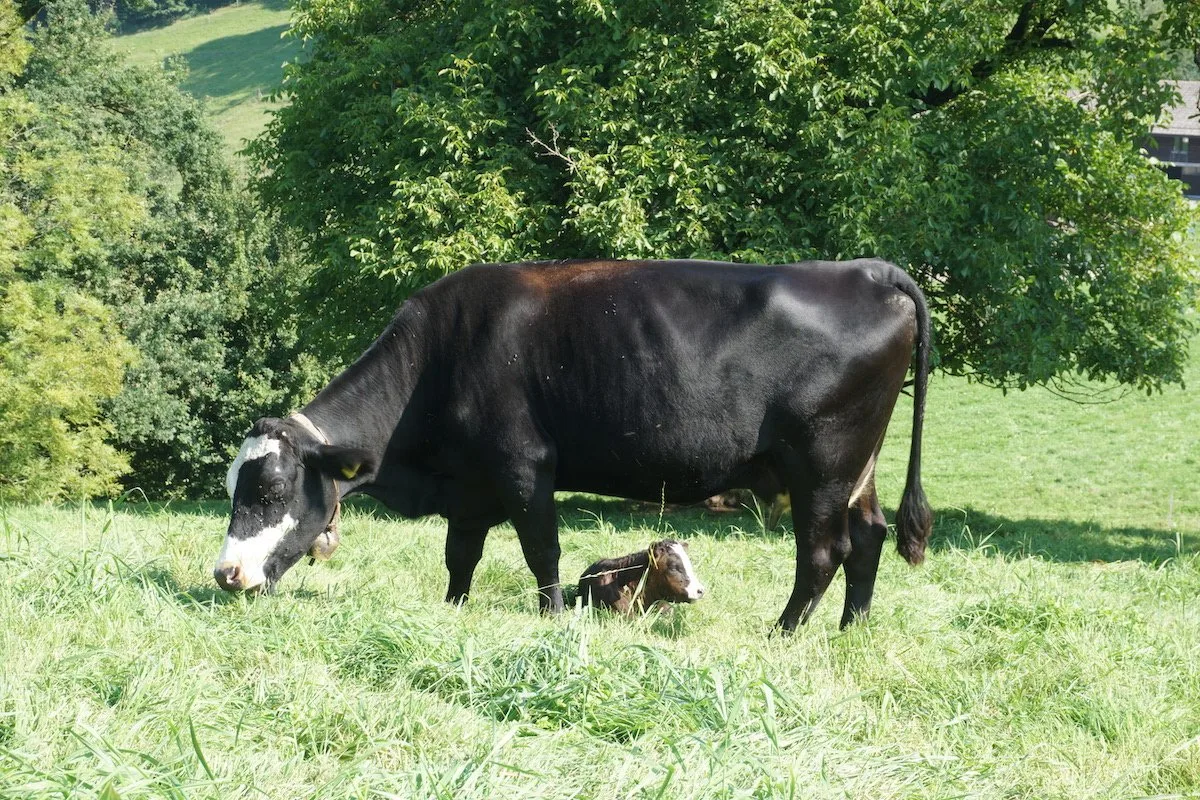 05343e8b7084b7cd5e6099e3b743e6435f800f22 Fütterung und Haltung von Mutterkühen wird am Einsteiger-Tag vermittelt. (Bild pd)