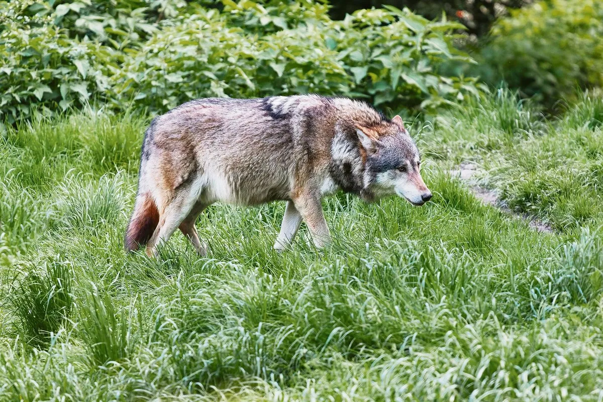 6169957e3c023510b878603463dc55ba7eaa745c38cea010cc599c8e49114100 Forderungen werden lauter: Der Wolf im Berner Jura muss weg