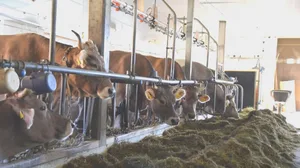 Abindeställe werden den Bedürfnissen der Tiere gerecht und seien ausserdem ein Stück praxisbewährte Tradition, erläutert die IG Anbindestall. (Bild BauZ)