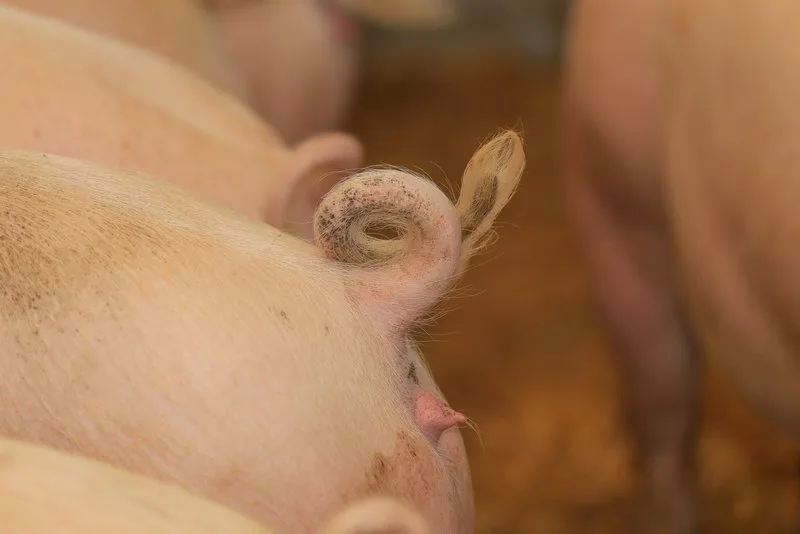 a19b1528cd5c265362185d99fb6f8cad8fe0b3de Die Produktivität in der Ferkelproduktion soll weiter steigen. (Bild Peter Röthlisberger)