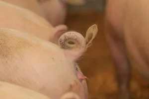 Die Produktivität in der Ferkelproduktion soll weiter steigen. (Bild Peter Röthlisberger)