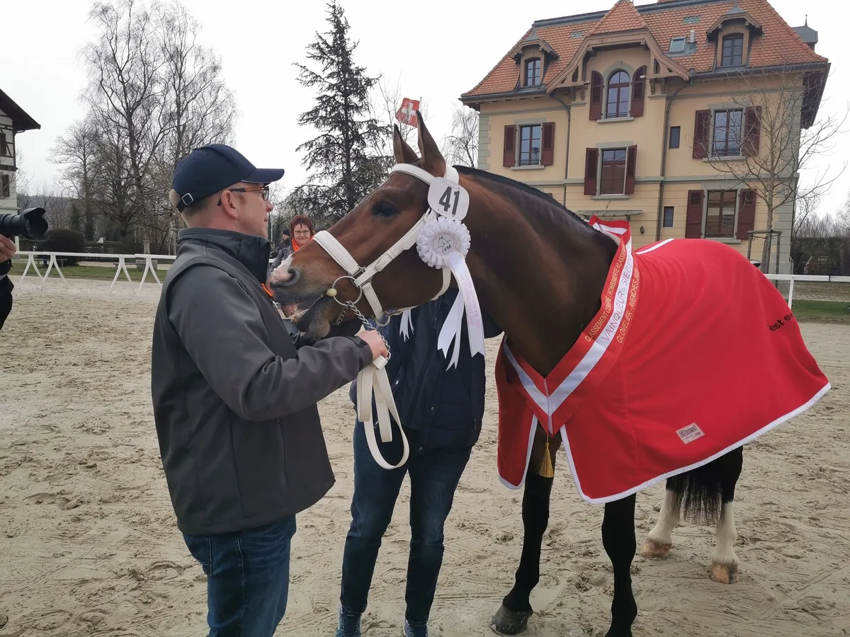 e5ed828e7a8e820f4b7c65fa3a91fd6b99954ec6 Das ist der Sieger der Freibergerhengste 2020: Costard de Chatigani von Nicole und Gabriel Fluri-Schaffter, Châtillon JU. (Bild sb)