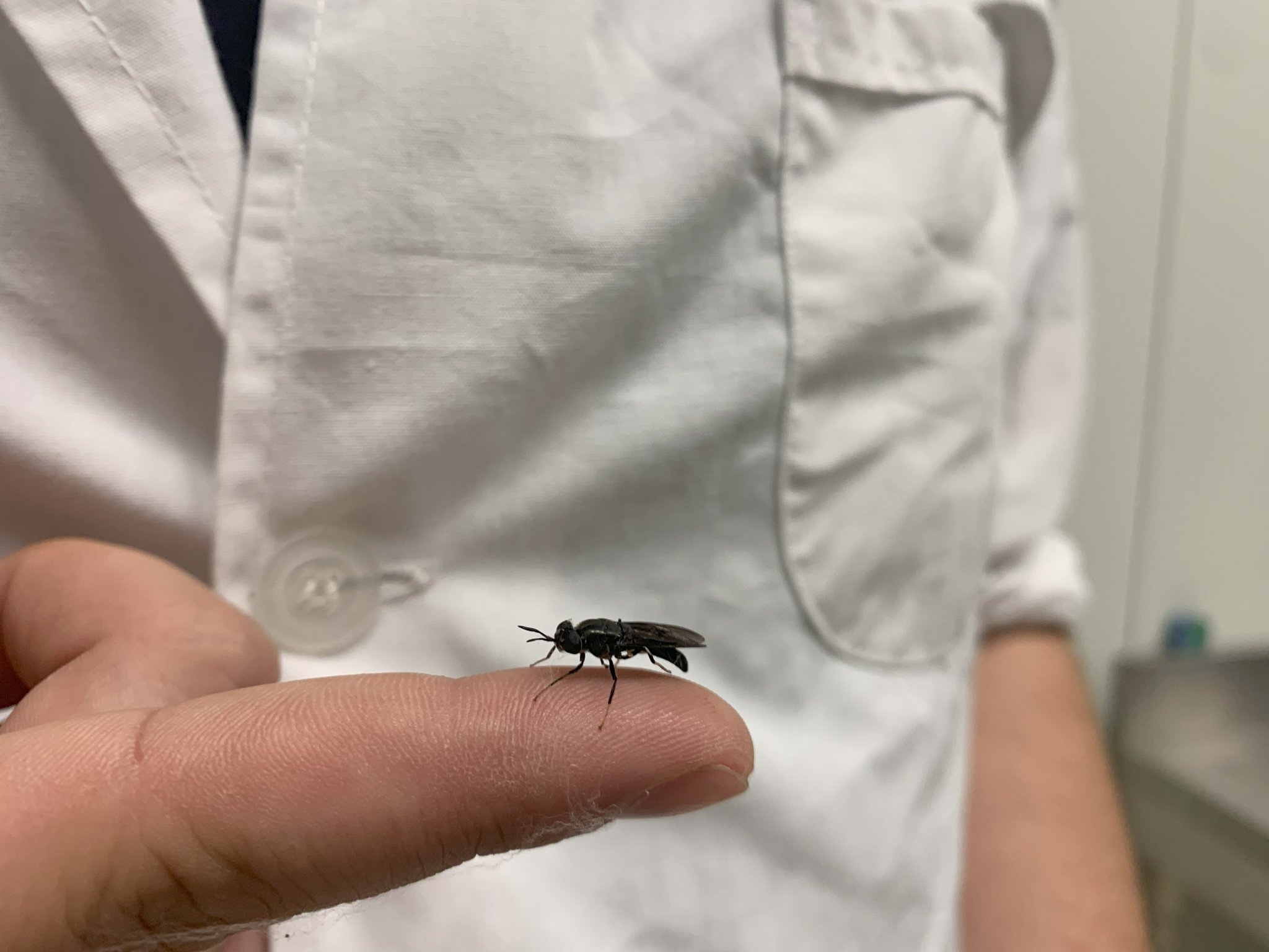Tessiner Start-up will mit Schwarzen Soldatenfliegen in die Tierfutterproduktion einsteigen