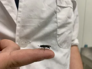 Die Soldatenfliege soll die Tierfuttermittelproduktion revolutionieren.