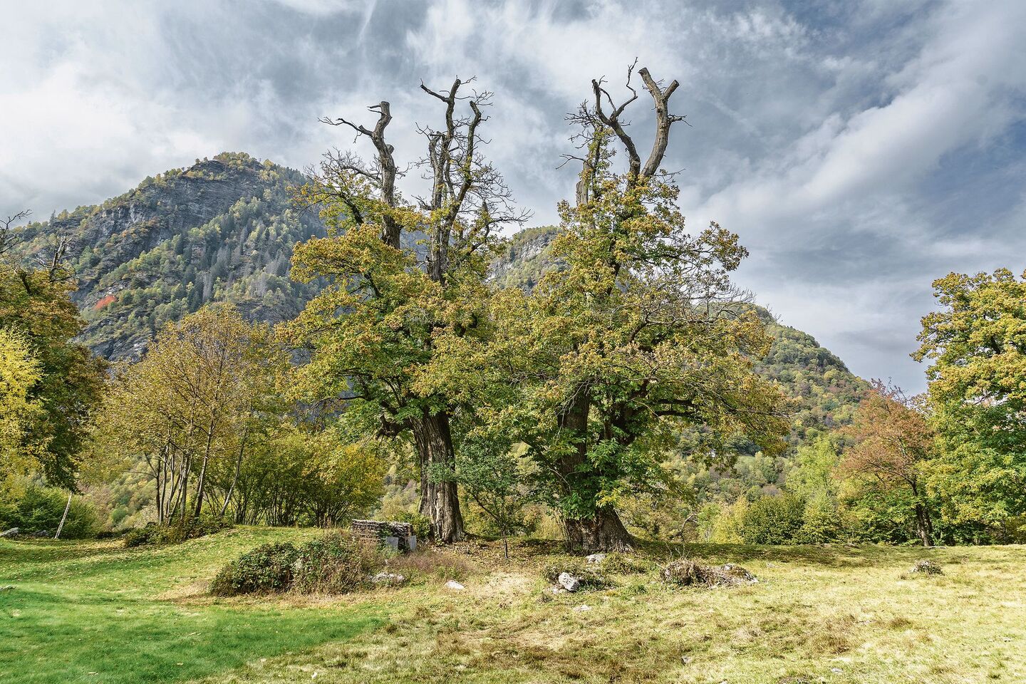 Traditionelle Kastanienhaine wie hier in Chironico TI sollen erhalten bleiben.