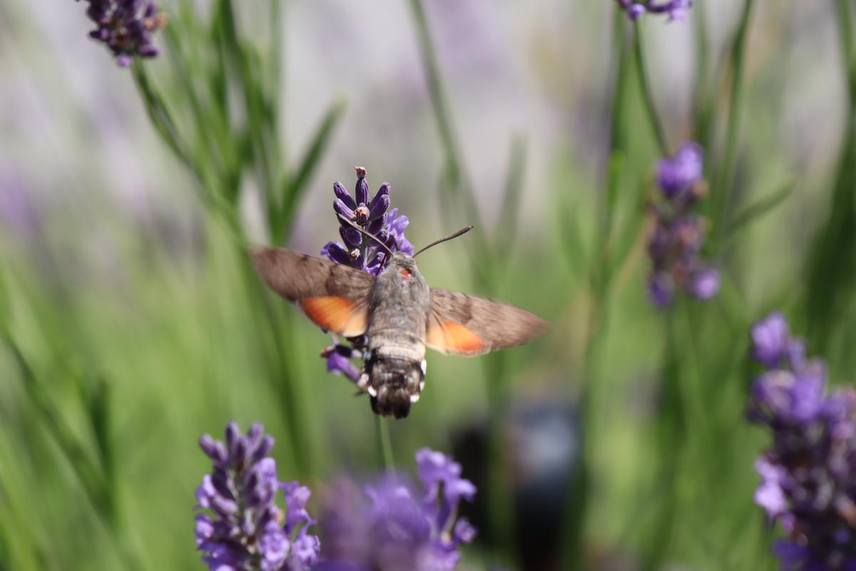 Klimawandel gefährdet Insekten und damit ganze Ökosysteme