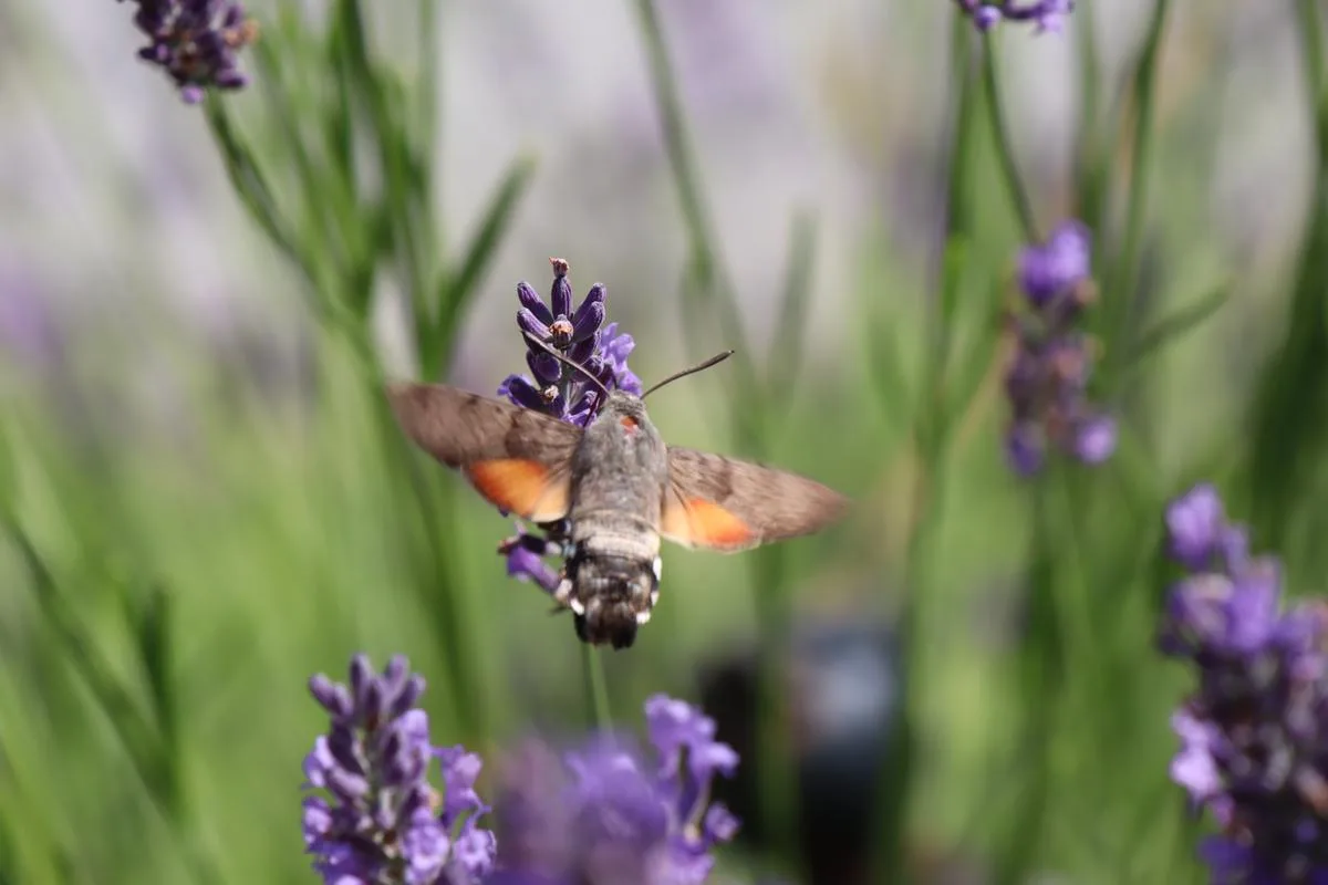 Insekten Klimawandel gefährdet Insekten und damit ganze Ökosysteme