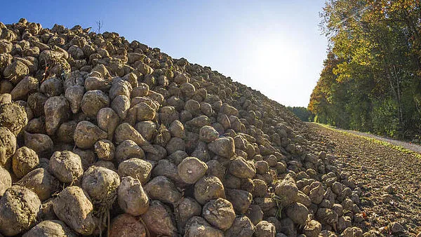 859f1b783eb4bf9685ef45bf81307f6eacb3978e Viele Zuckerfabriken in Deutschland müssen schliessen. Für einige Bauern heisst dies: letzte Ernte einfahren. (Bild agrar-press)