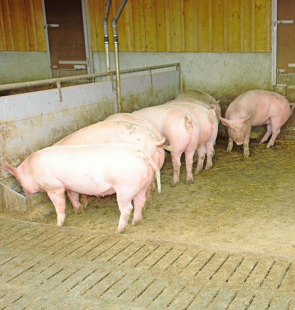 Effizienter düngen und füttern – der Forschungsstand von Agroscope