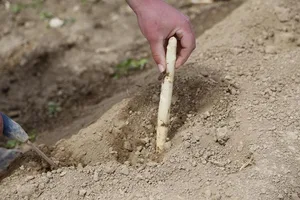 Im Vergleich zu letztem Jahr begann der Start der Spargelernte heuer zwei Wochen später. (Bild ji)