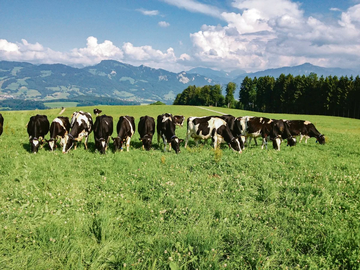77b27cf17b98d3da91009b3f4d6852b9b4fc115f In einem Versuch der Agroscope wurden Milchkühe während der Vegetationsperiode nur mit Weidegras gefüttert. Die Winterfütterung bestand aus Dürrfutter. (Bild Fredy Schori, Agroscope)
