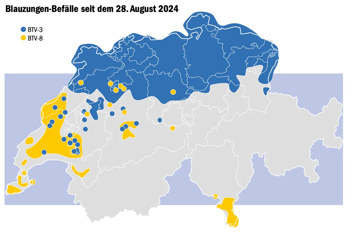 Blauzunge: Kurzes Aufatmen unter Anspannung