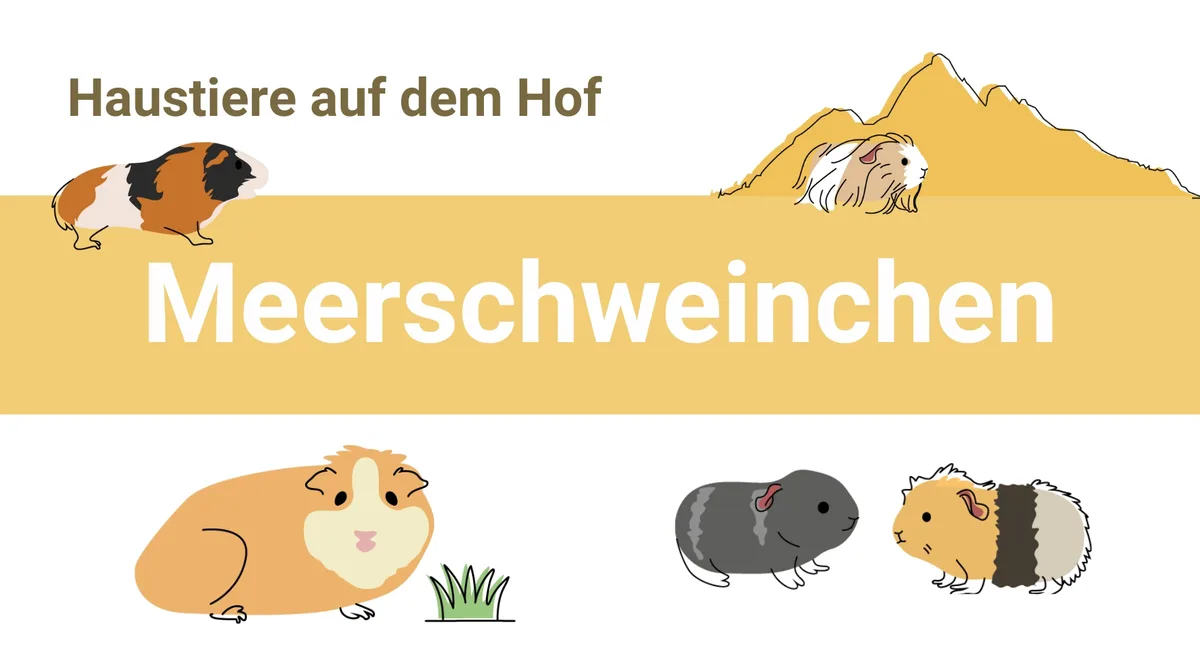 Meerschweinchen ganzjährig draussen halten