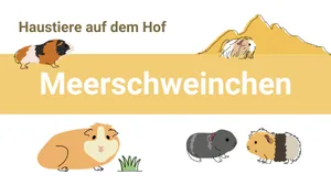 Meerschweinchen stammen ursprünglich aus den Anden, die auf 4500 m ü. M. liegen.