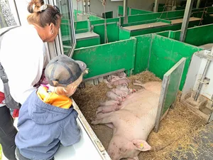 Klein und Gross waren fasziniert von den jungen Ferkeln und den Muttersauen auf dem Betrieb Riedmatt. Diese konnten durch das Fenster von draussen beobachtet werden.
