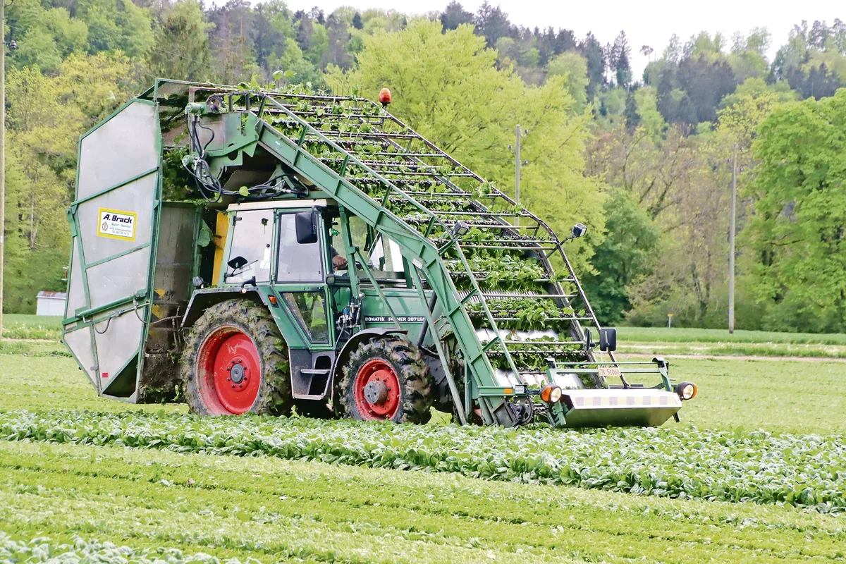 c1b3d4956768ada1f80b45cbbe239dbe05791a0c Mit einer Spezialmaschine wird der in Beeten angebaute Blattspinat geerntet. Das Erntegut wird über den Traktor dem Bunker zugeführt. (Bild Roland Müller)