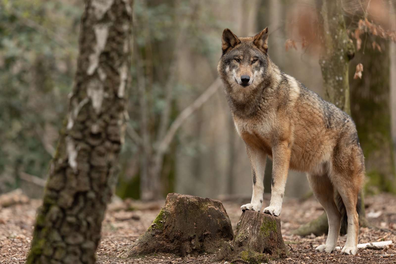Der Wolf bleibt in der Schweiz ein Dauerthema (Bild: ©AB Photography - stock.adobe.com)