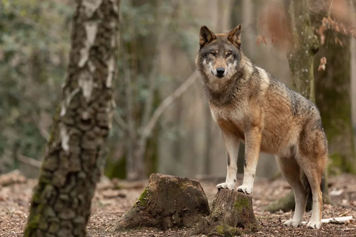 0616dfbb5b772fcef110749c6e1474710c7abf67 Der Wolf bleibt in der Schweiz ein Dauerthema (Bild: ©AB Photography - stock.adobe.com)
