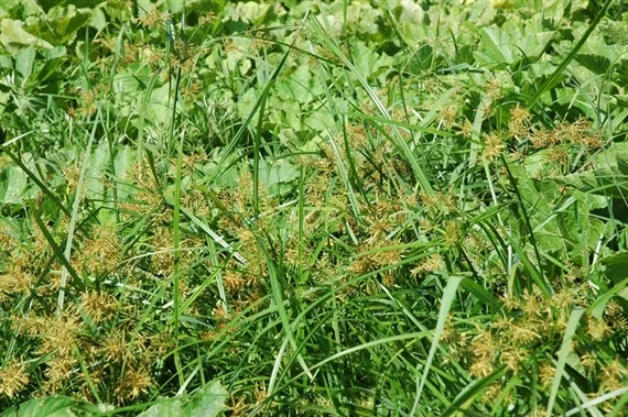 2e71387c53399fe37ec98a3efbf16da0ef43f2da Unerwünscht, lästig und ein Problem: Erdmandelgras. (Bild Agroscope)