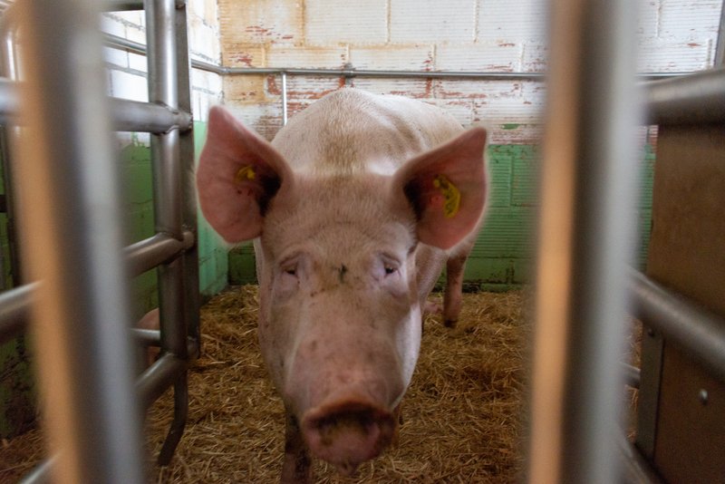 Die Schweine-Herdebuchzucht wird per App digitalisiert