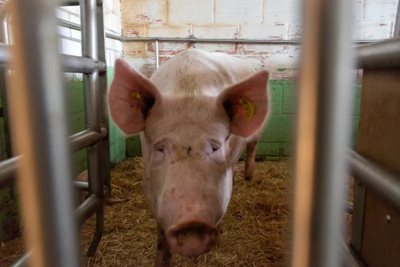 schwein_hja Die Schweine-Herdebuchzucht wird per App digitalisiert