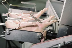 Nach dem Narkotisieren der Ferkel wartete der Landwirt jeweils 90 Sekunden, bevor er kastrierte. Stellte er in dieser Zeit Reflexe fest, wurde für 60 Sekunden nachnarkotisiert. Die Tiere blieben ruhig und zeigten keinerlei Schmerzempfinden.