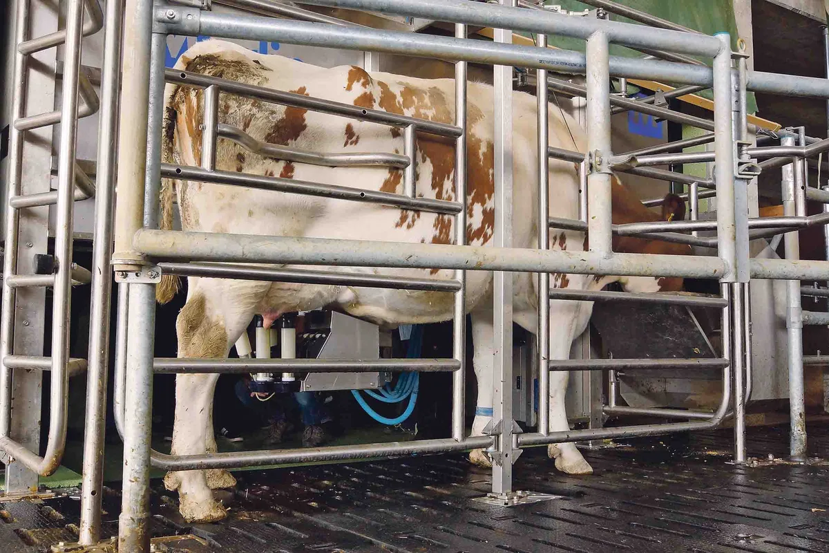 773a4c949395881ea098790416b0f76928ef169a Melken mit dem AMS bringt mehr Lebensqualität und Büroarbeit. Genaue Kenntnis der einzelnen Tiere seien dabei wichtig, betonten die Produzenten an der Exkursion. (Bilder Ueli Wolleb)
