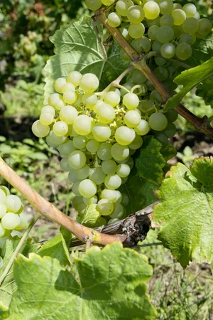 Die frühen Sorten beginnen weich zu werden und ihre Farbe zu verändern.