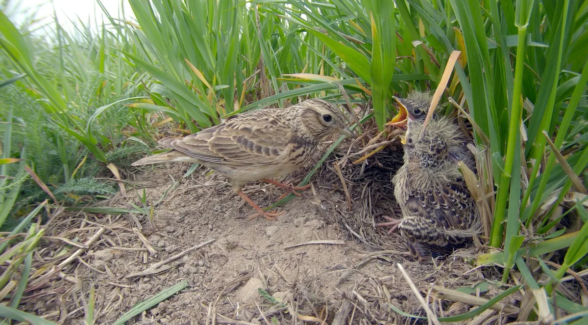 feldlerche_nest_shutterstock Der Vogel des Jahres 2021 ist ein Appell an die Agrarpolitik