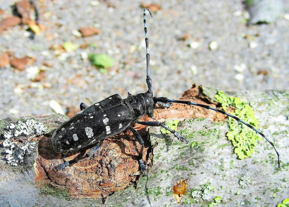 Laubholzbockkäfer schränkt Waldnutzung im Kanton Luzern ein
