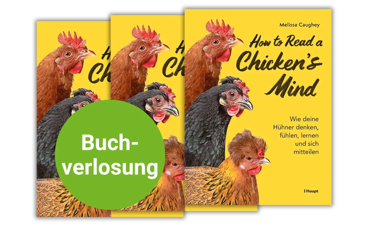 Verlosungen_DG_ChickenMind Die Sprache der Hühner verstehen