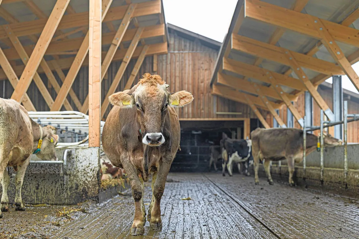 a73bd05e9329f7ec26d9fee05ae4d77a08e2f0633411e9345d6c5b1645fc4e3b Egal, ob draussen oder drinnen: Im Stall von Irene und Martin Merz haben die Tiere sicheren Halt.