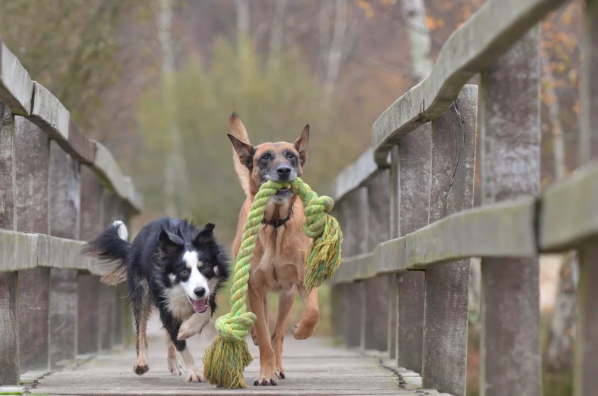 a99c63b0376934f5b8541f11da547dc810b98786 Hat der Hund keine Freude am neuen Spielzeug, kann man es online für einen guten Zweck spenden. (Bild Pixabay)