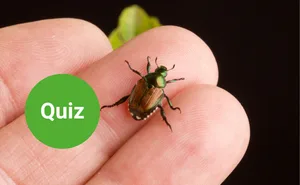 Machen Sie beim Quiz mit und erfahren Sie, welche invasiven Tiere welche Folgen haben.