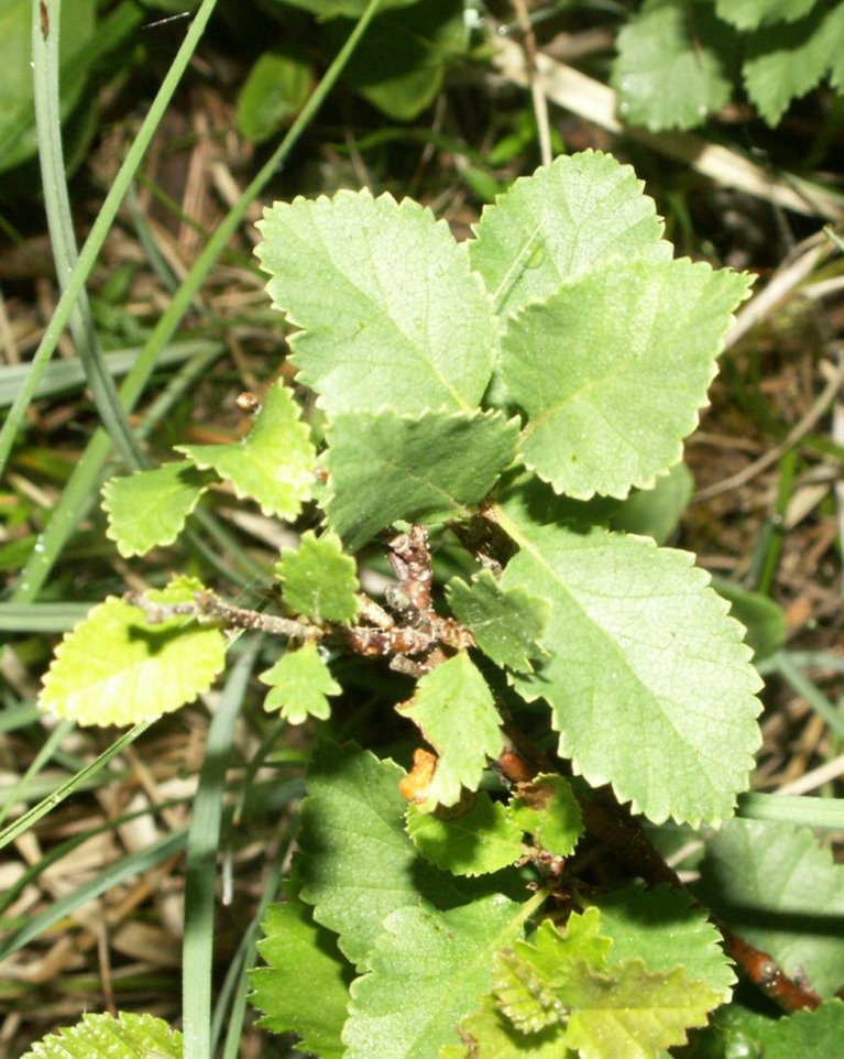 Kein Baum ist seltener als die Birke Betula humilis