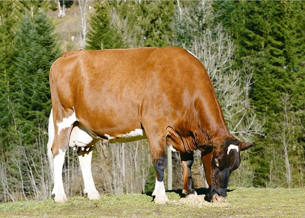 fe03085b5cf2c8f9ab63443ace10ad1bd229a396 Haleika darf ihren Lebensabend auf dem Hof der Familie Aeschlimann in Trub BE verbringen.(Bild KeLeKi)