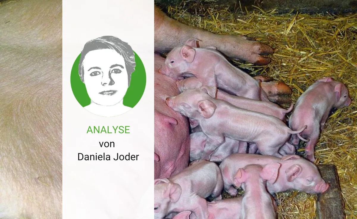 analyse-joder-5 Trotz tiefer Preise, der Ausstieg aus der Schweinehaltung ist schwierig